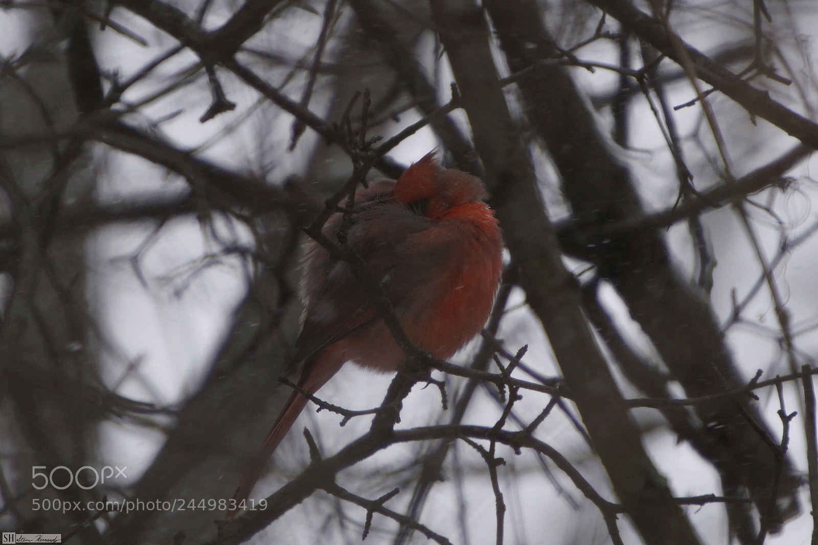 Sony E 55-210mm F4.5-6.3 OSS sample photo. () photography