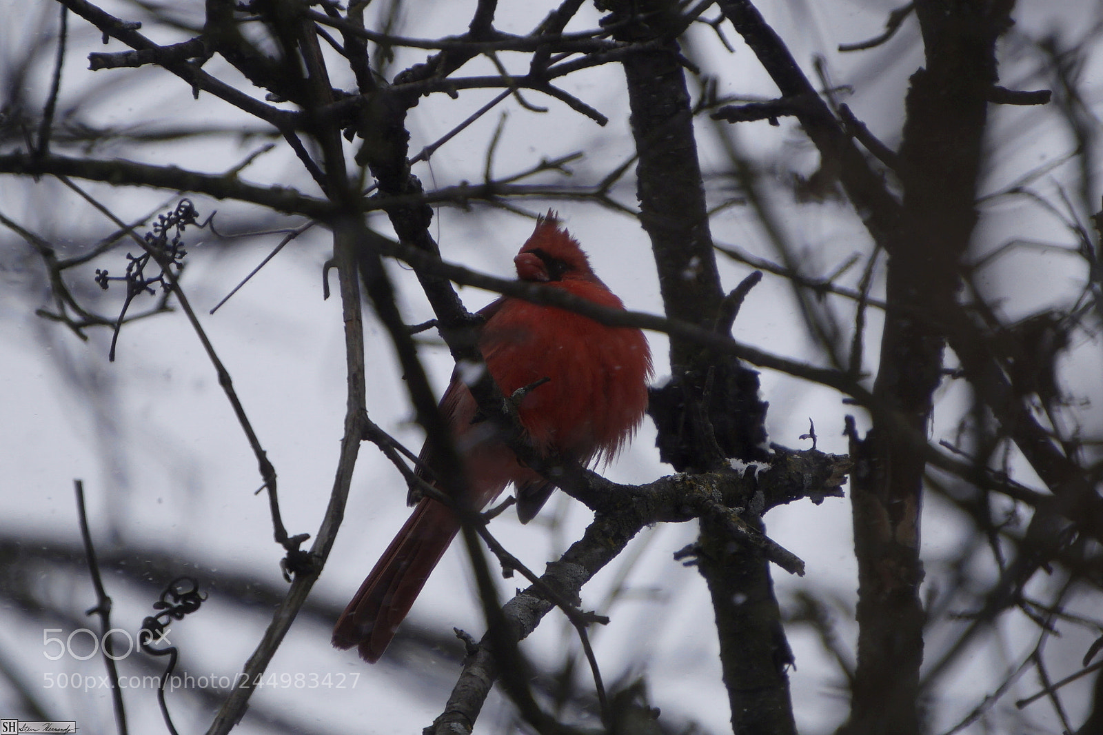 Sony E 55-210mm F4.5-6.3 OSS sample photo. () photography