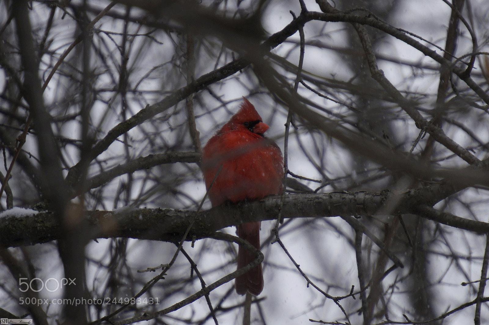 Sony E 55-210mm F4.5-6.3 OSS sample photo. () photography