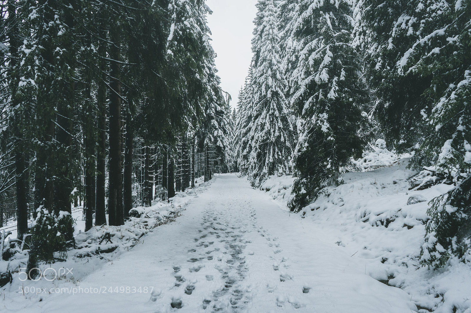 Sony a7 II sample photo. Harz_brocken photography