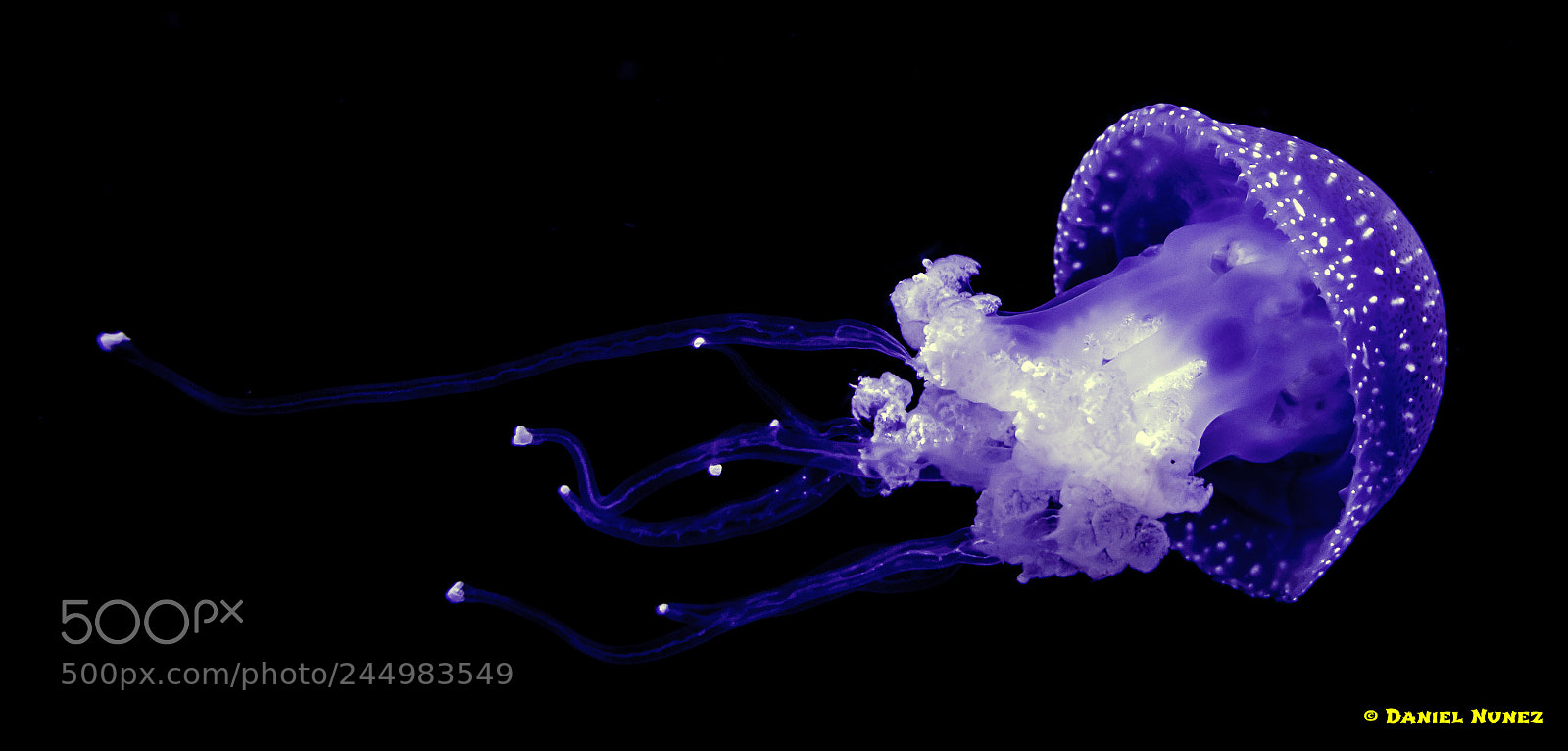 Nikon D800 sample photo. Meduse photography