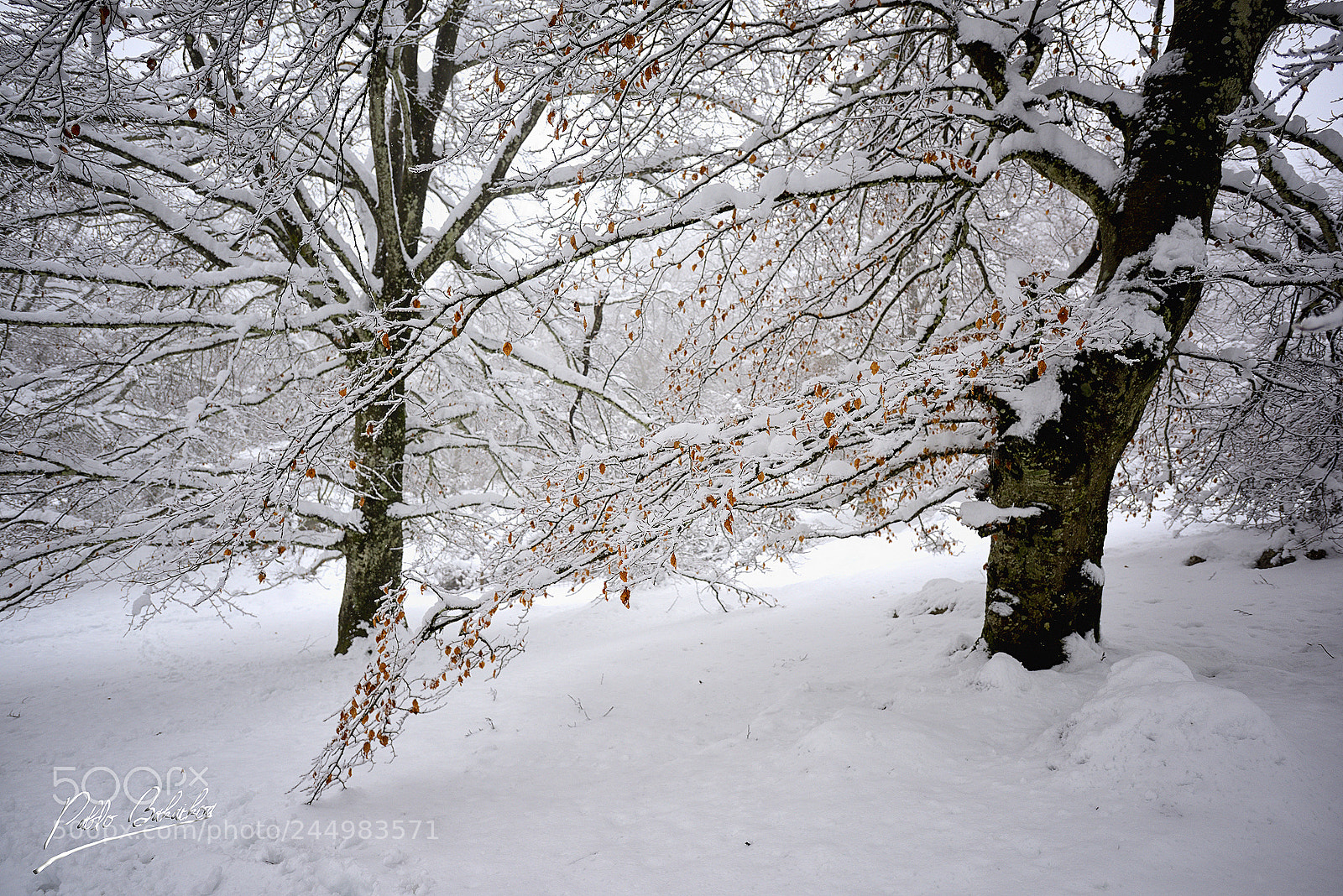 Nikon D810 sample photo. Portupekoleze photography