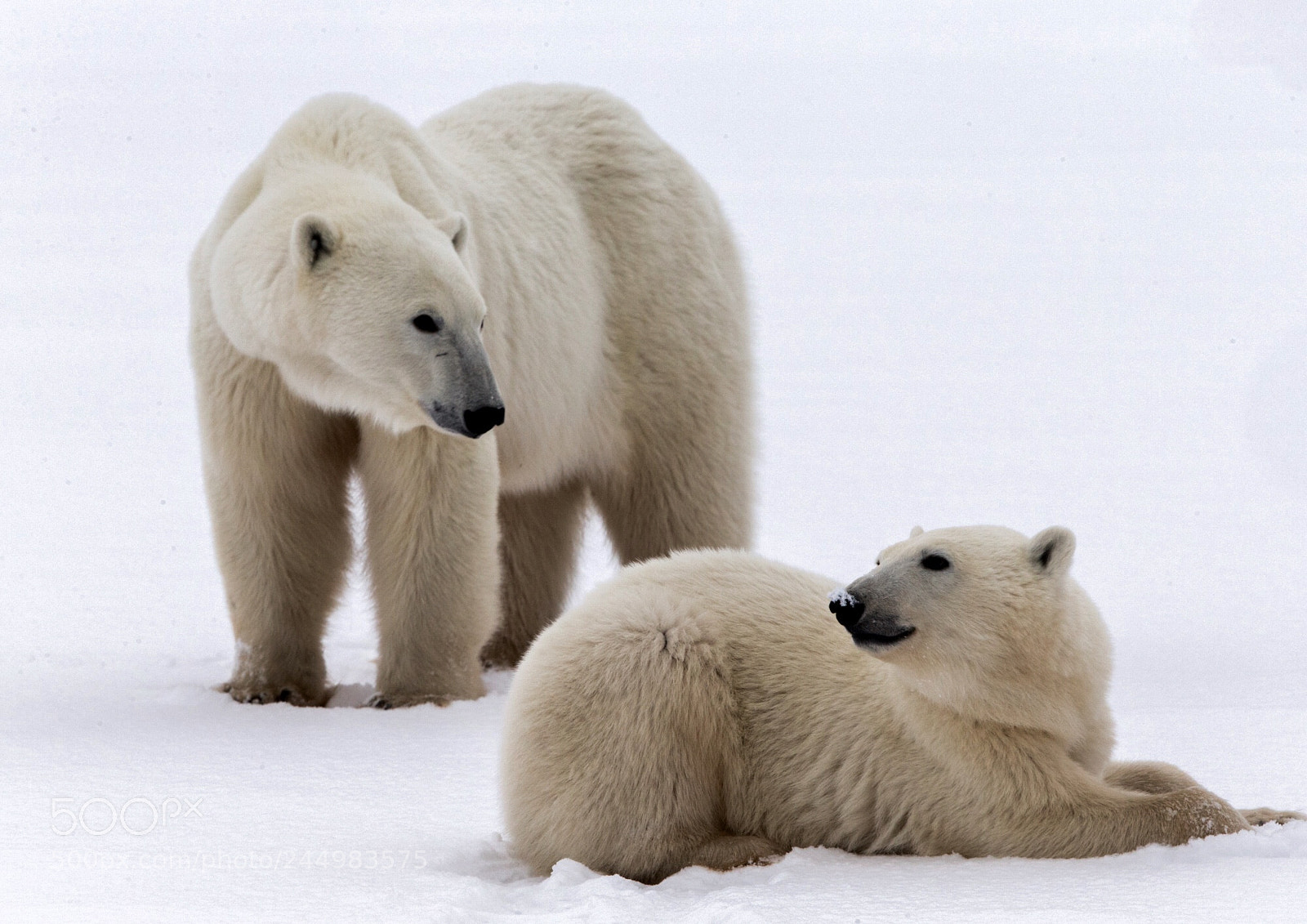 Canon EOS-1D X sample photo. Polar bear with cub photography