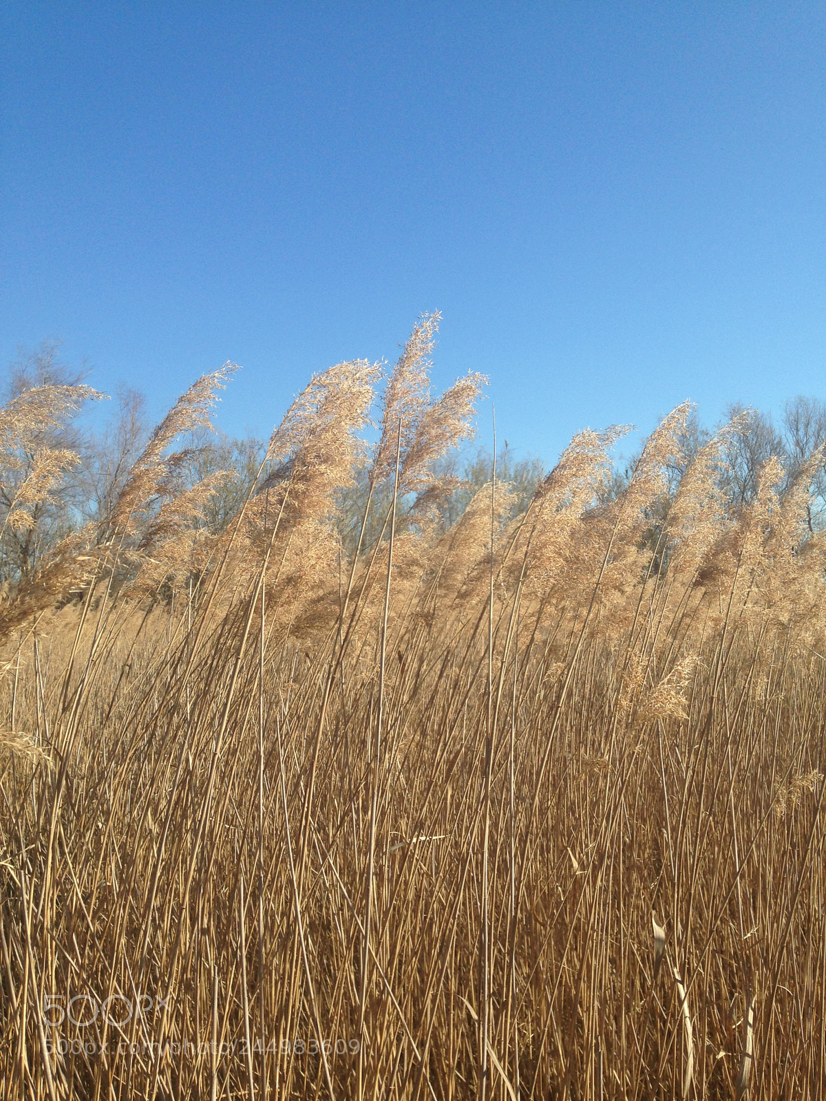 Apple iPhone 5c sample photo. High grass photography