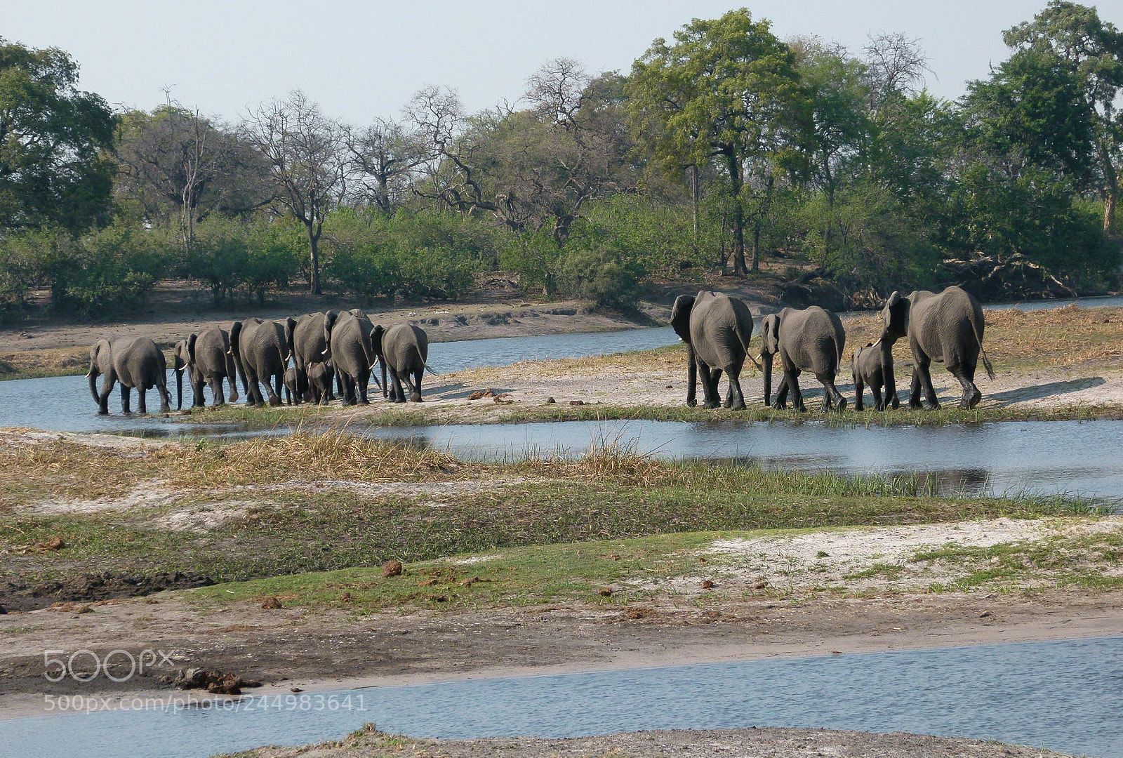 Panasonic Lumix DMC-FZ100 sample photo. Elephants photography