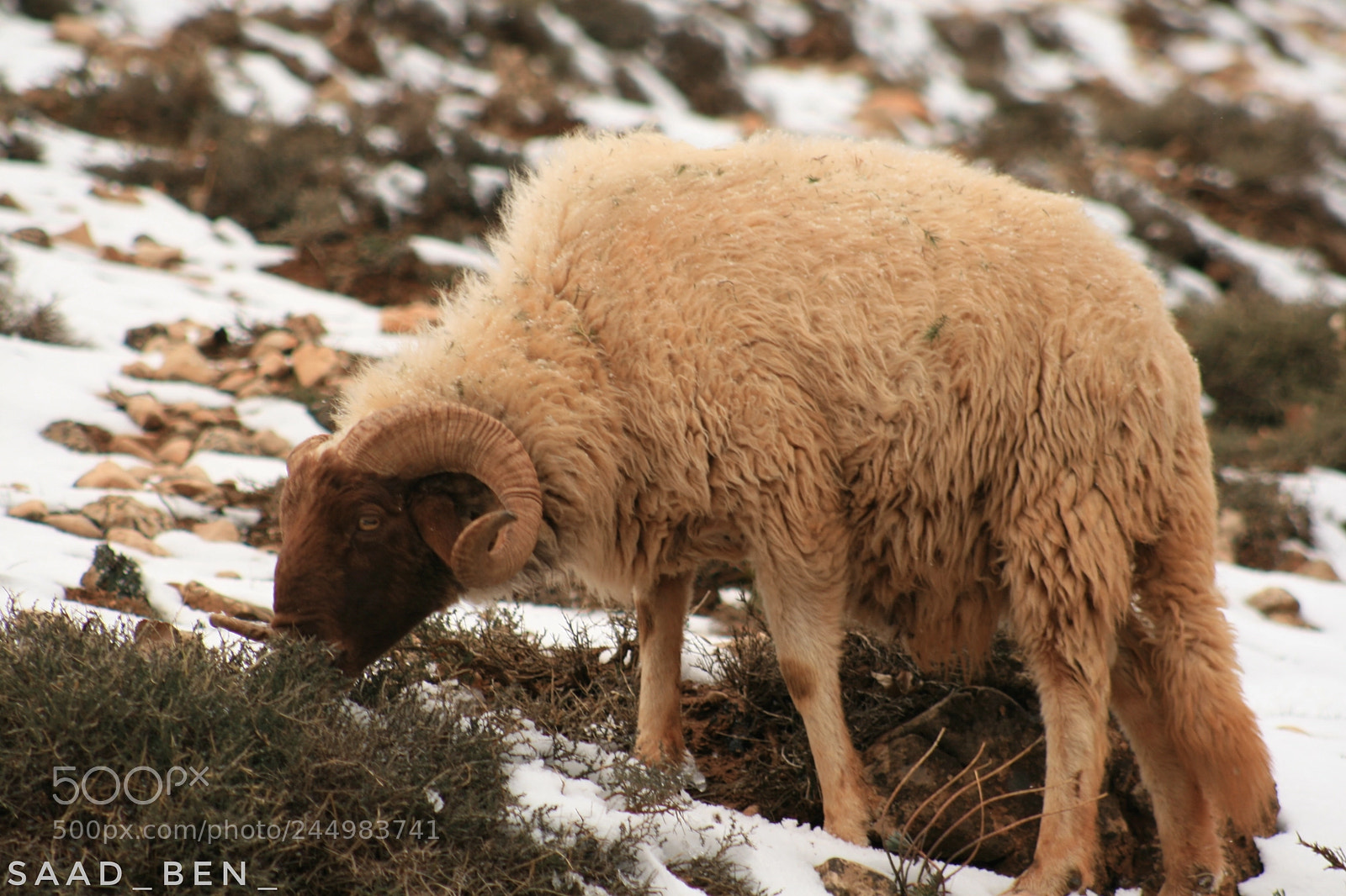 Canon EOS 400D (EOS Digital Rebel XTi / EOS Kiss Digital X) sample photo. Sheep & snow photography