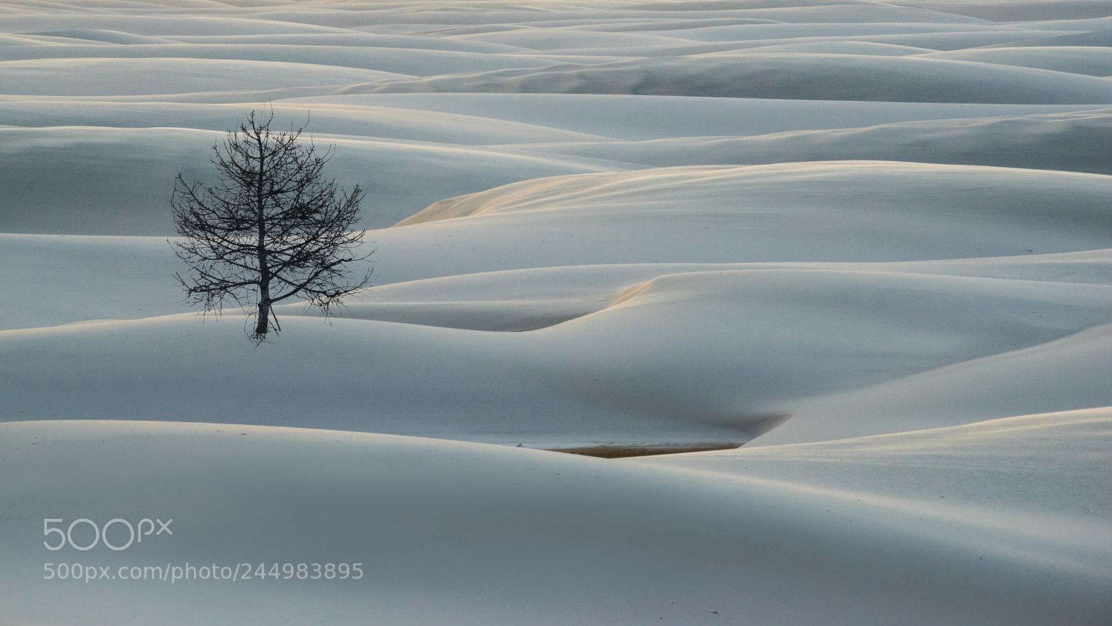 Nikon D800 sample photo. Alone in the desert photography