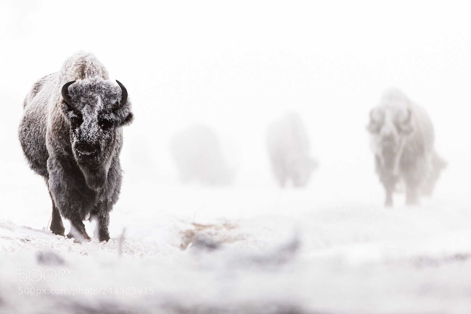Canon EOS-1D X sample photo. Bison in hoar frost photography