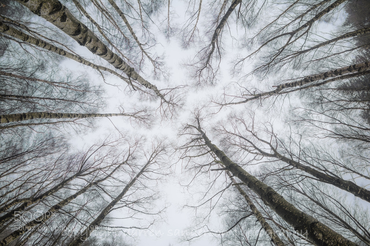 Nikon D7100 sample photo. Silver birch trees photography