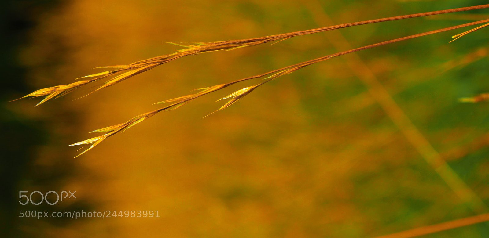 Nikon D3200 sample photo. Summer feeling photography