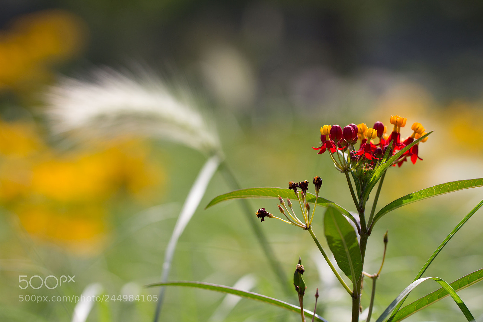 Canon EOS 60D sample photo. Flower in the back photography