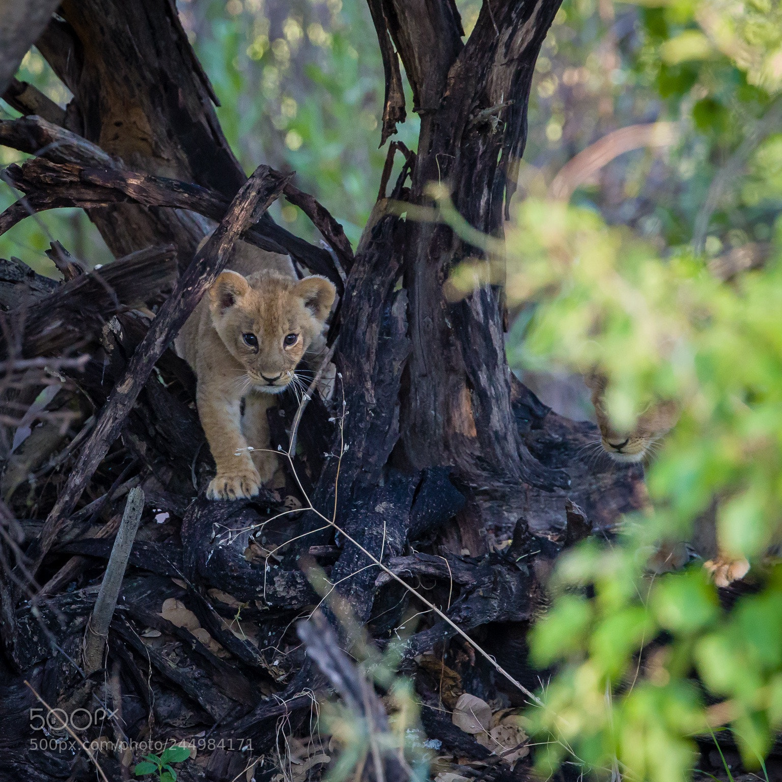 Canon EOS-1D X Mark II sample photo. Lion cub photography