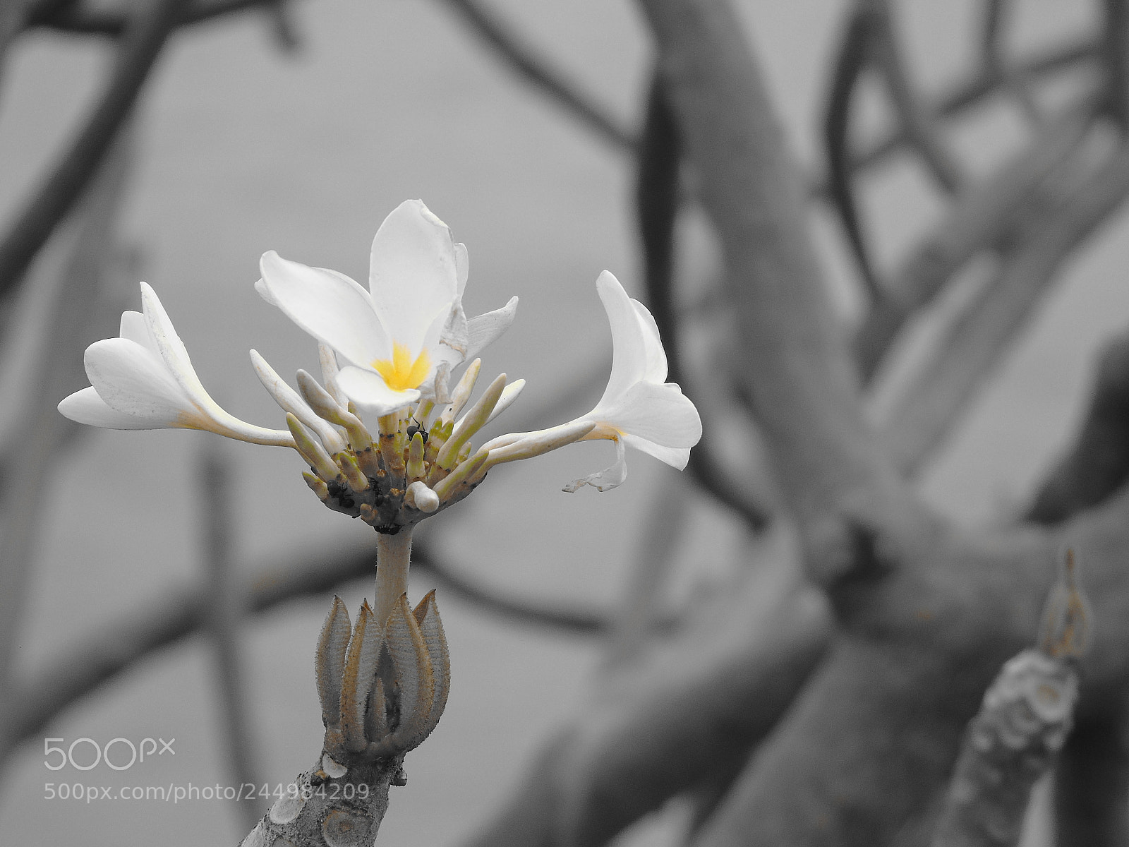 Sony Cyber-shot DSC-H400 sample photo. Floral beauty photography