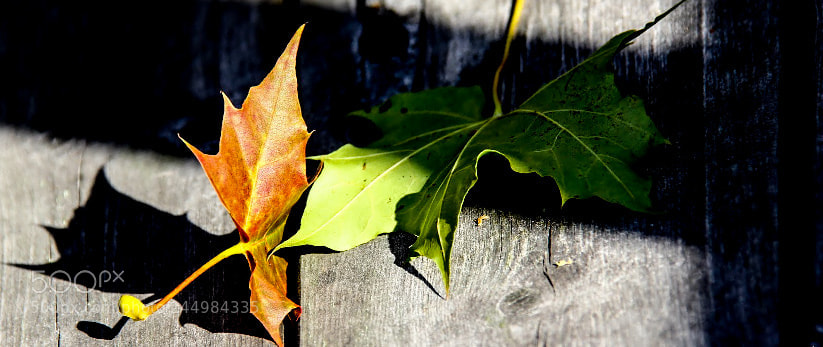 Canon EOS 60D sample photo. Fall in shadow photography