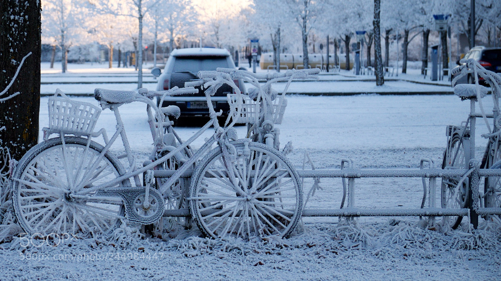 Fujifilm X-E1 sample photo. Morning frost photography