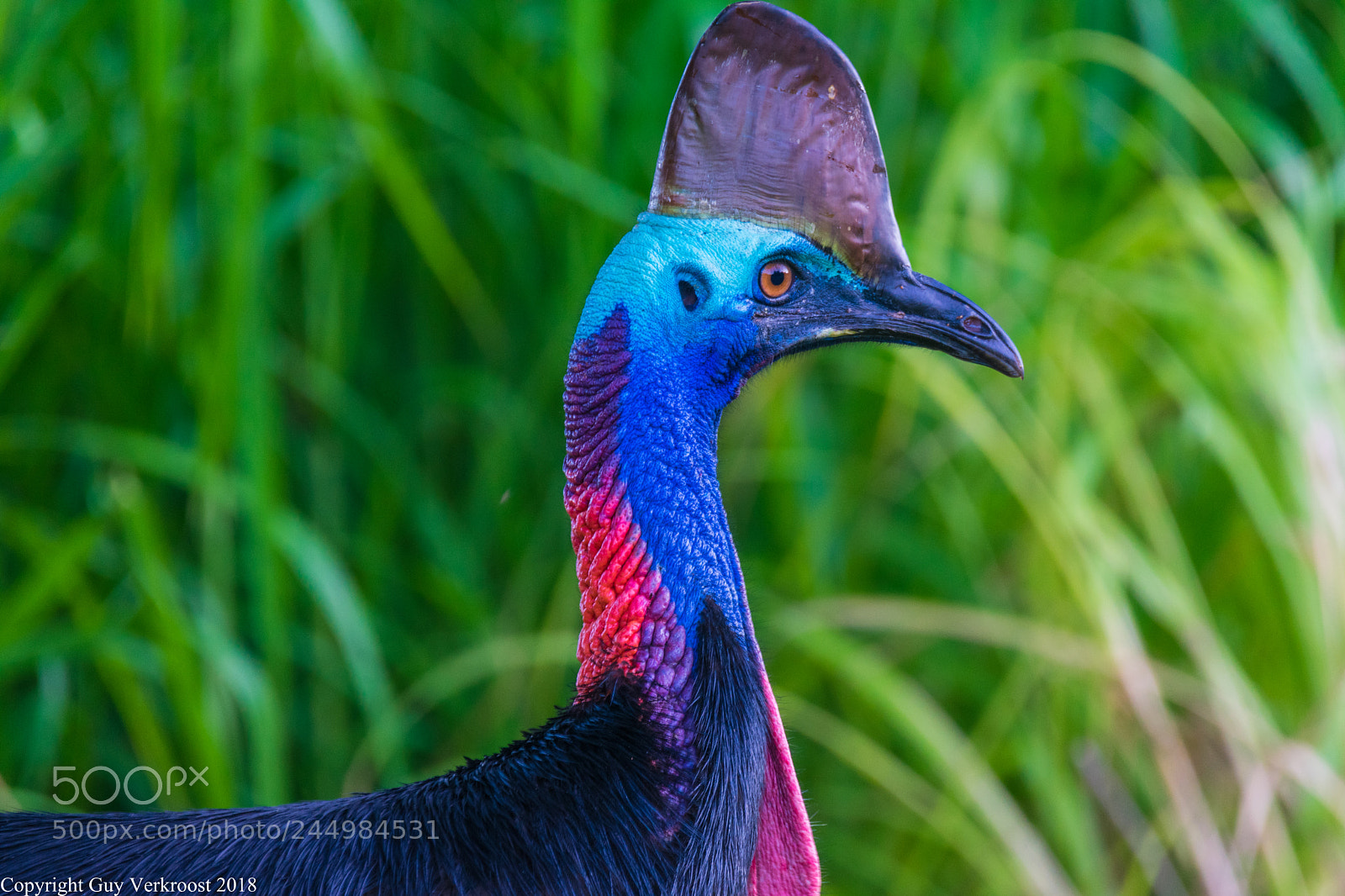 Nikon D3400 sample photo. Southern cassowary photography