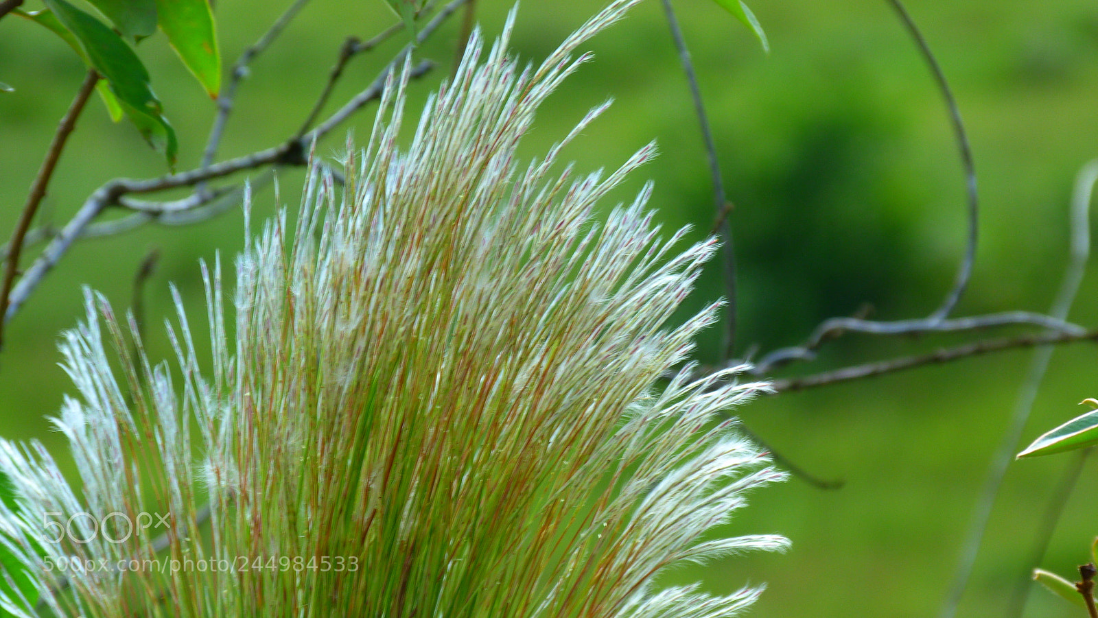Panasonic Lumix DMC-FZ40 (Lumix DMC-FZ45) sample photo. Folhagem photography