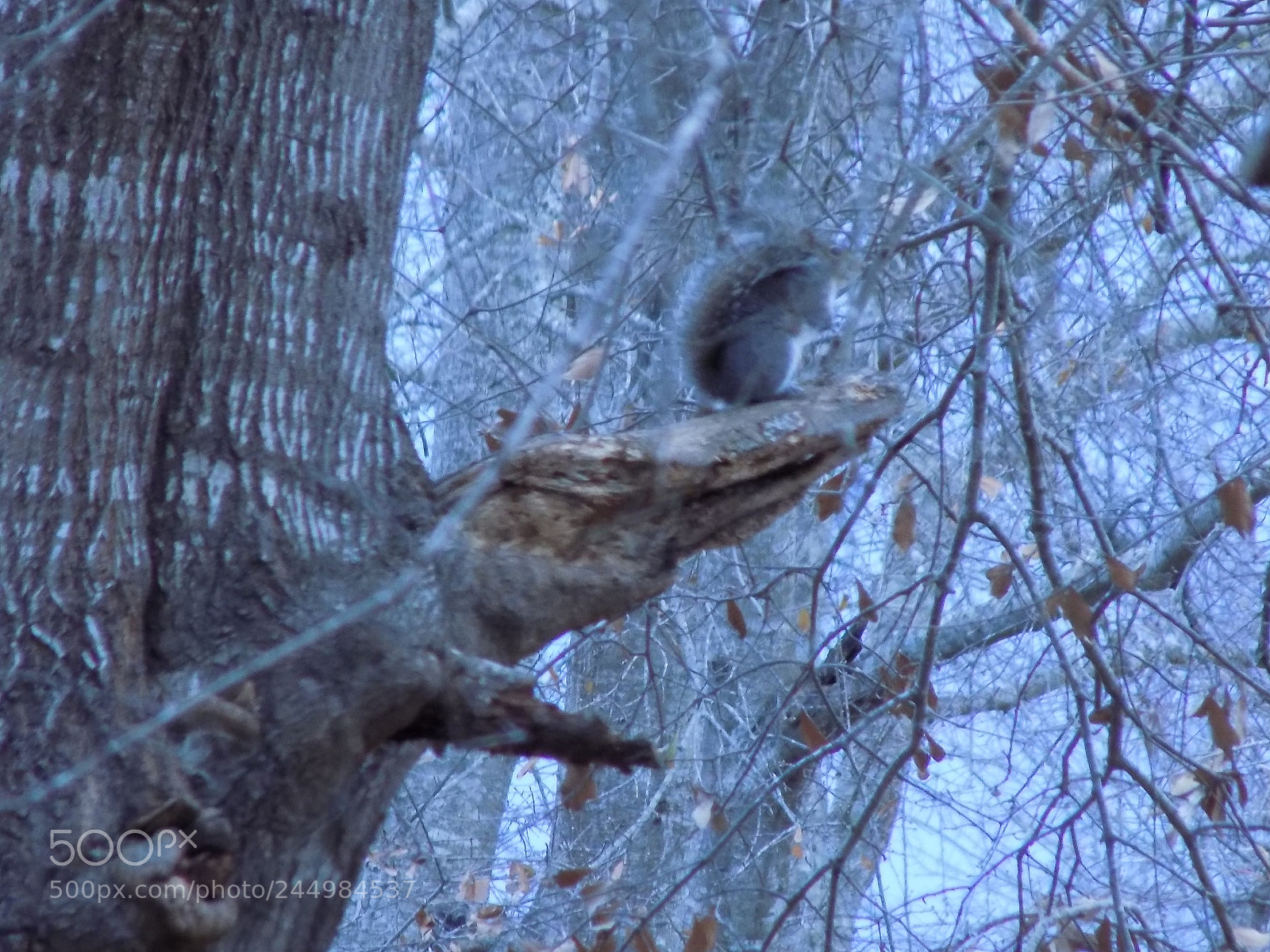 Nikon COOLPIX L340 sample photo. A squirrel, riding an photography