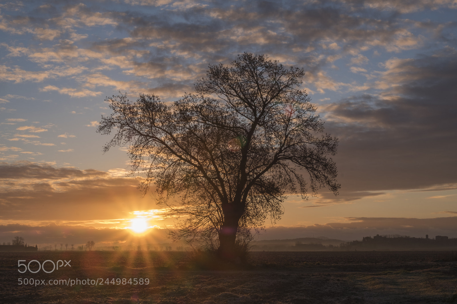 Fujifilm X-T2 sample photo. Arbre i sol photography