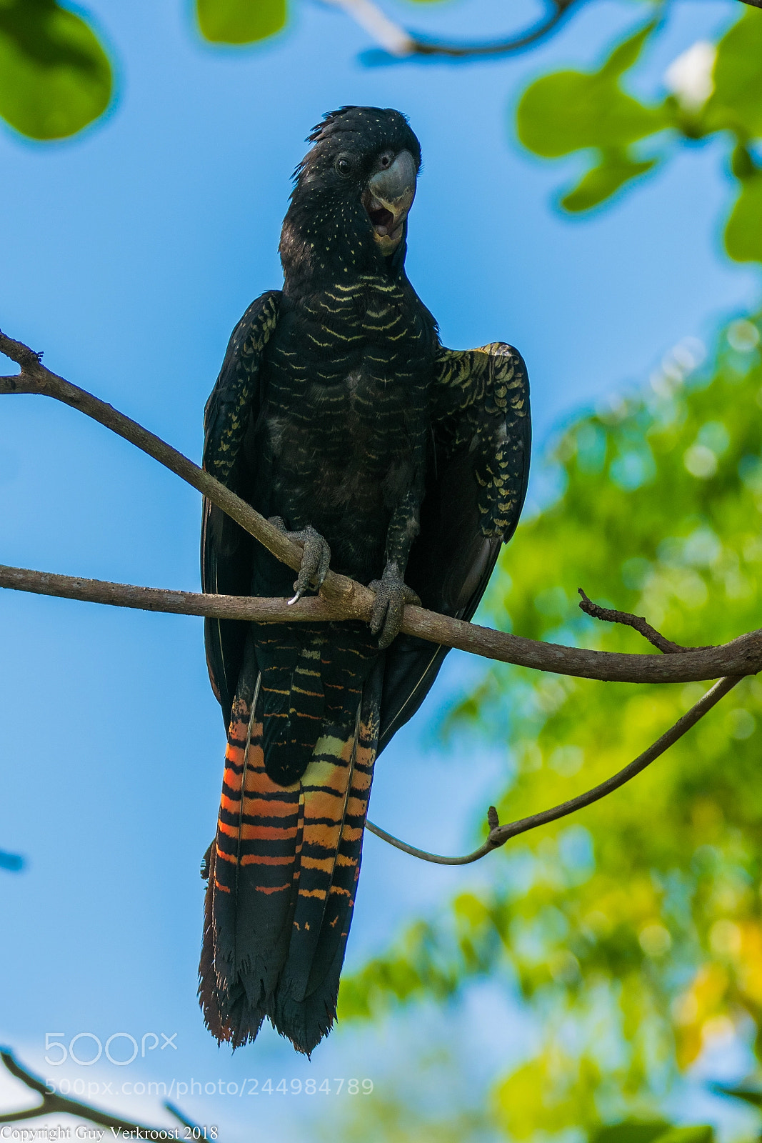 Nikon D3400 sample photo. Red tailed black cockatoo photography