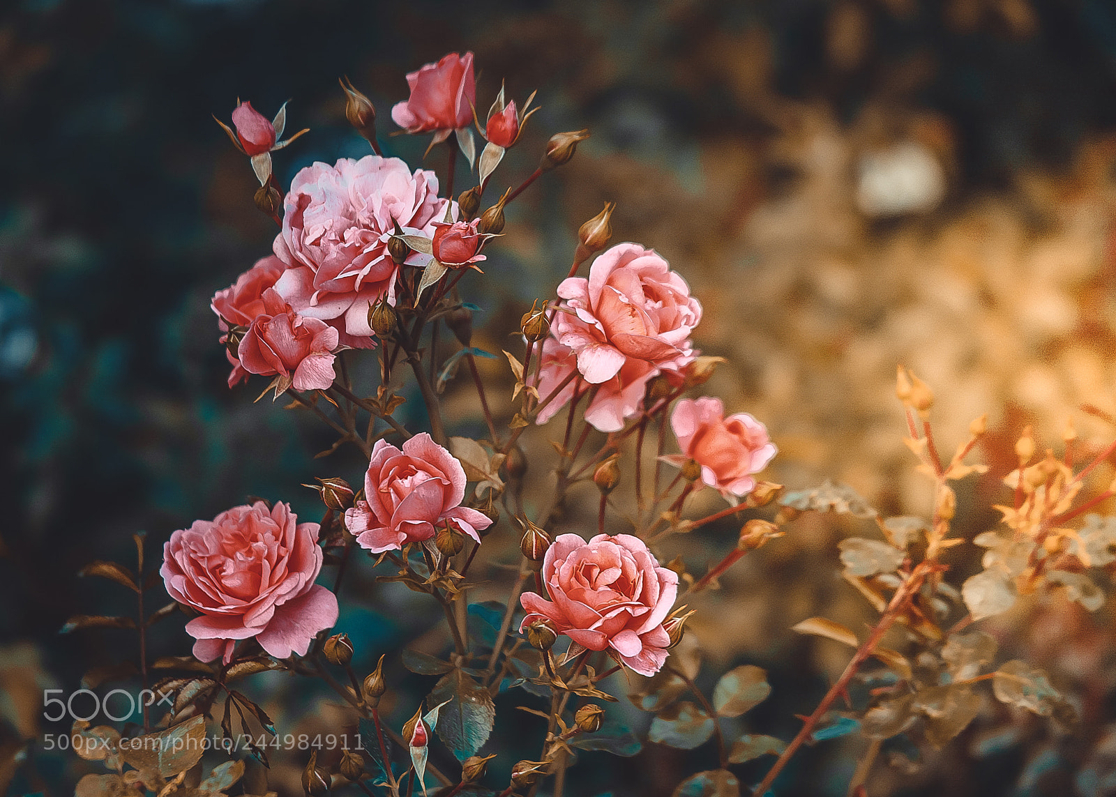 Canon EOS 5D sample photo. Pink rose bush buds photography