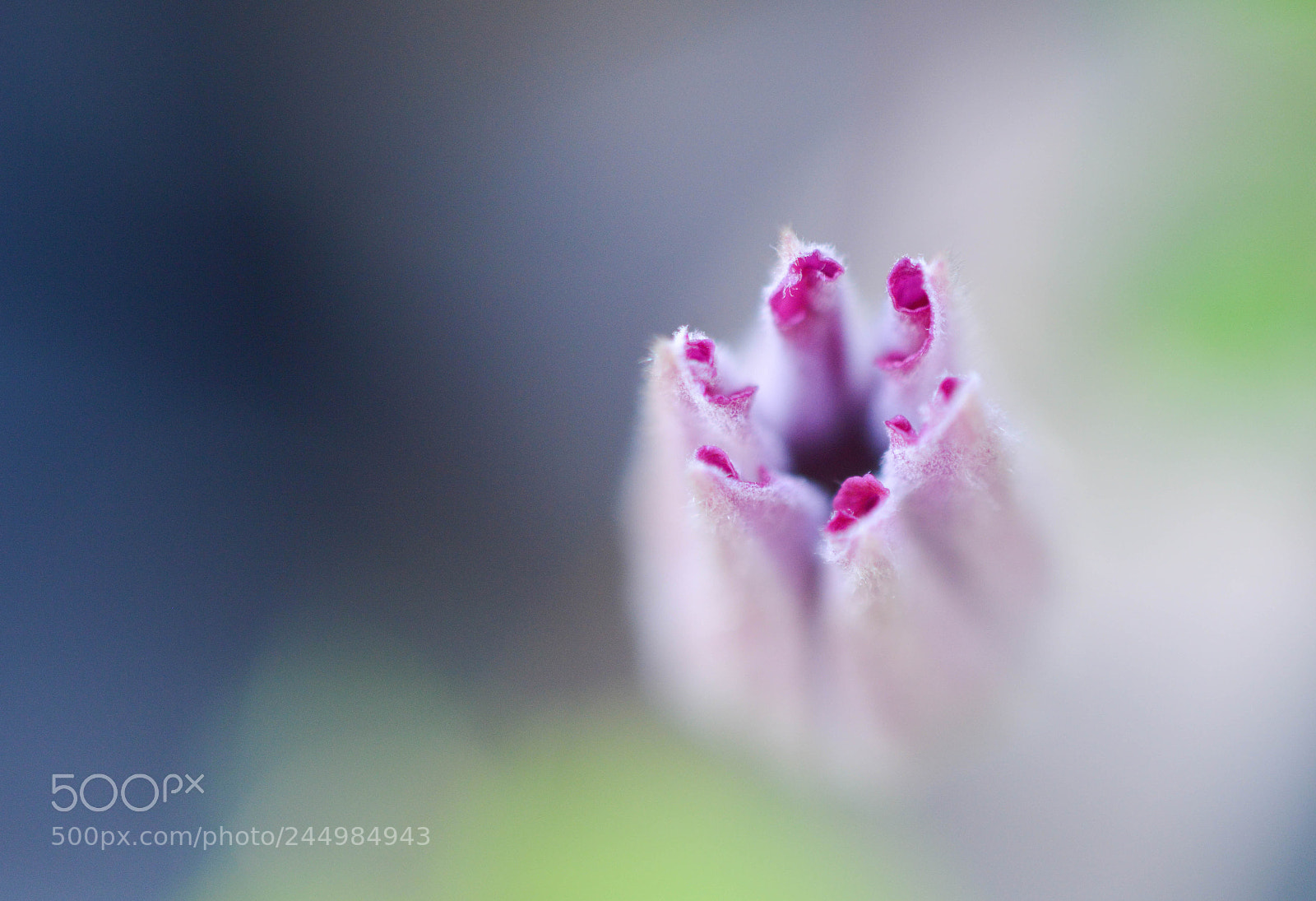 Nikon D3200 sample photo. The bud photography