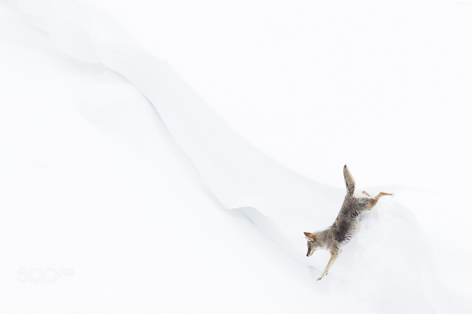 Canon EOS-1D X sample photo. Coyote in the snow photography