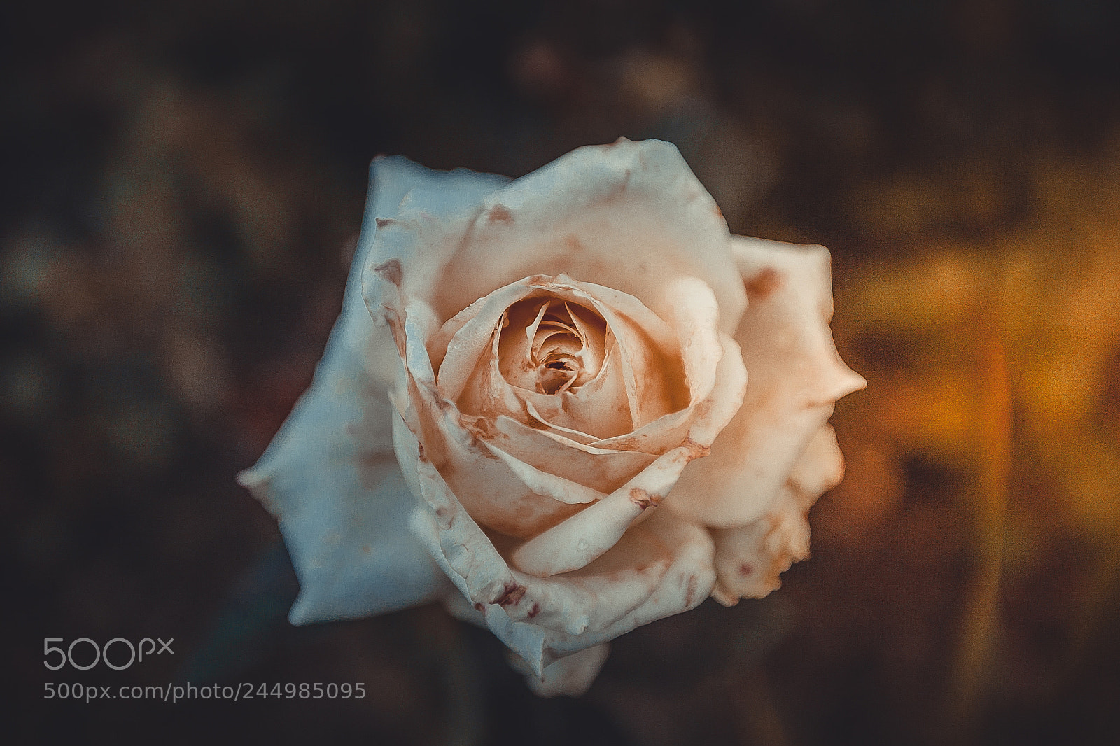 Canon EOS 5D sample photo. Peach rose vintage style photography