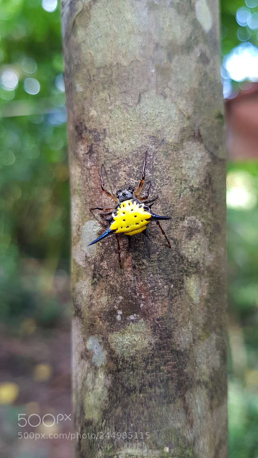 Samsung Galaxy S8 sample photo. 9.jpg photography