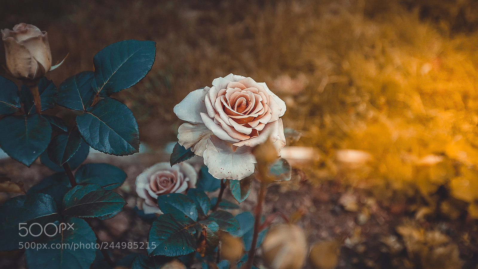 Canon EOS 5D sample photo. Pink rose bush buds photography