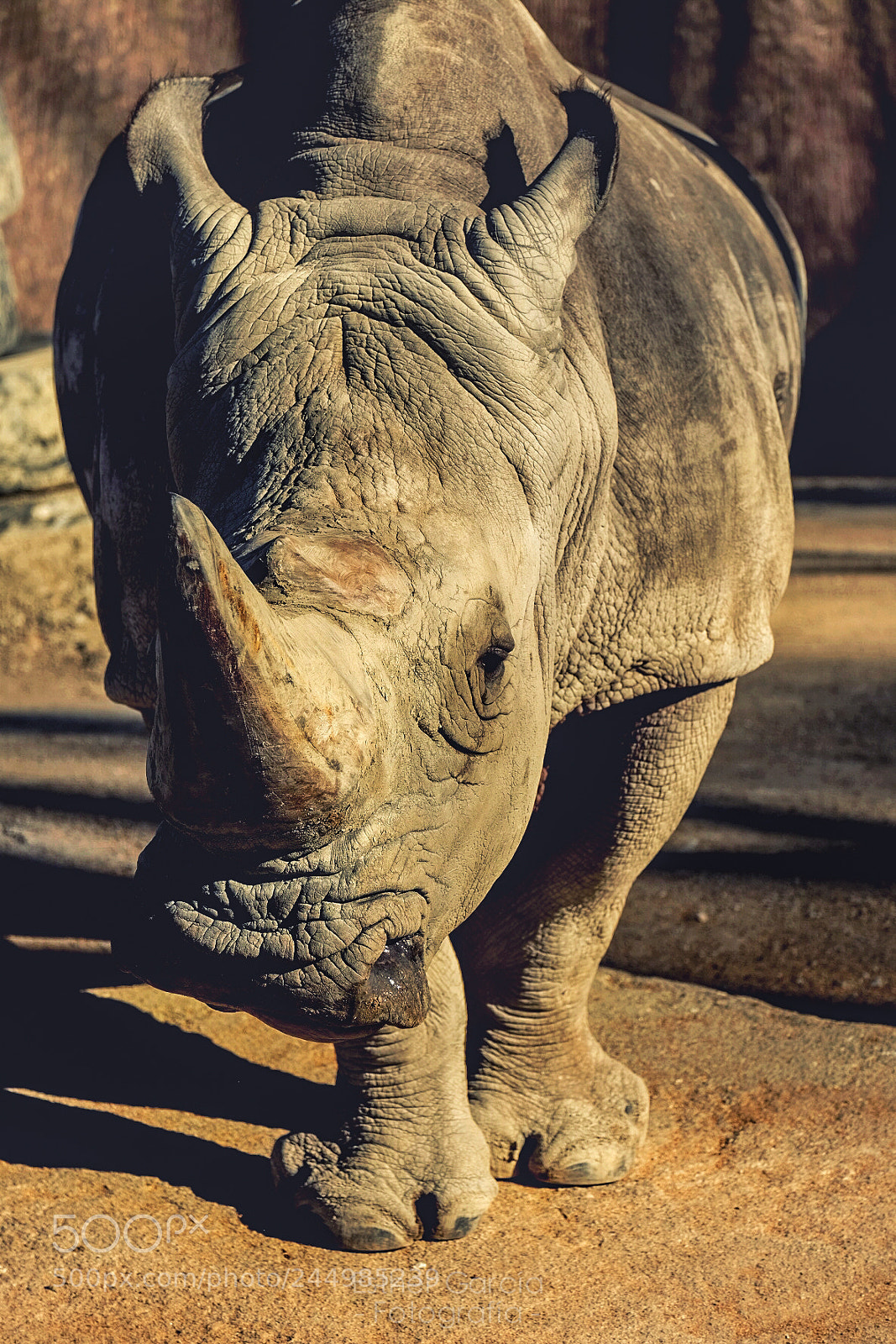 Fujifilm X-T1 sample photo. Rhino portrait photography