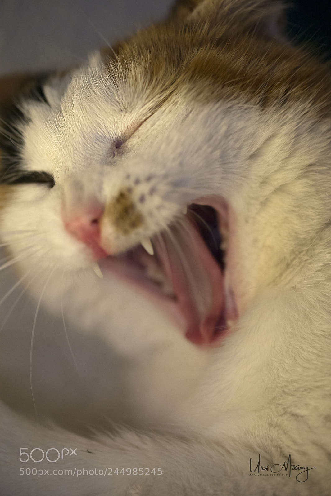 Sony SLT-A99V sample photo. Lazy kitty photography