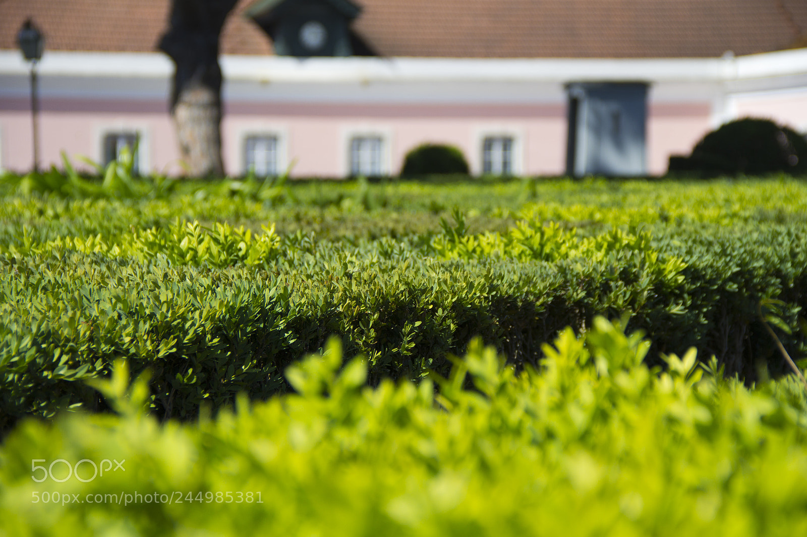 Canon EOS 60D sample photo. Lusty foliage photography