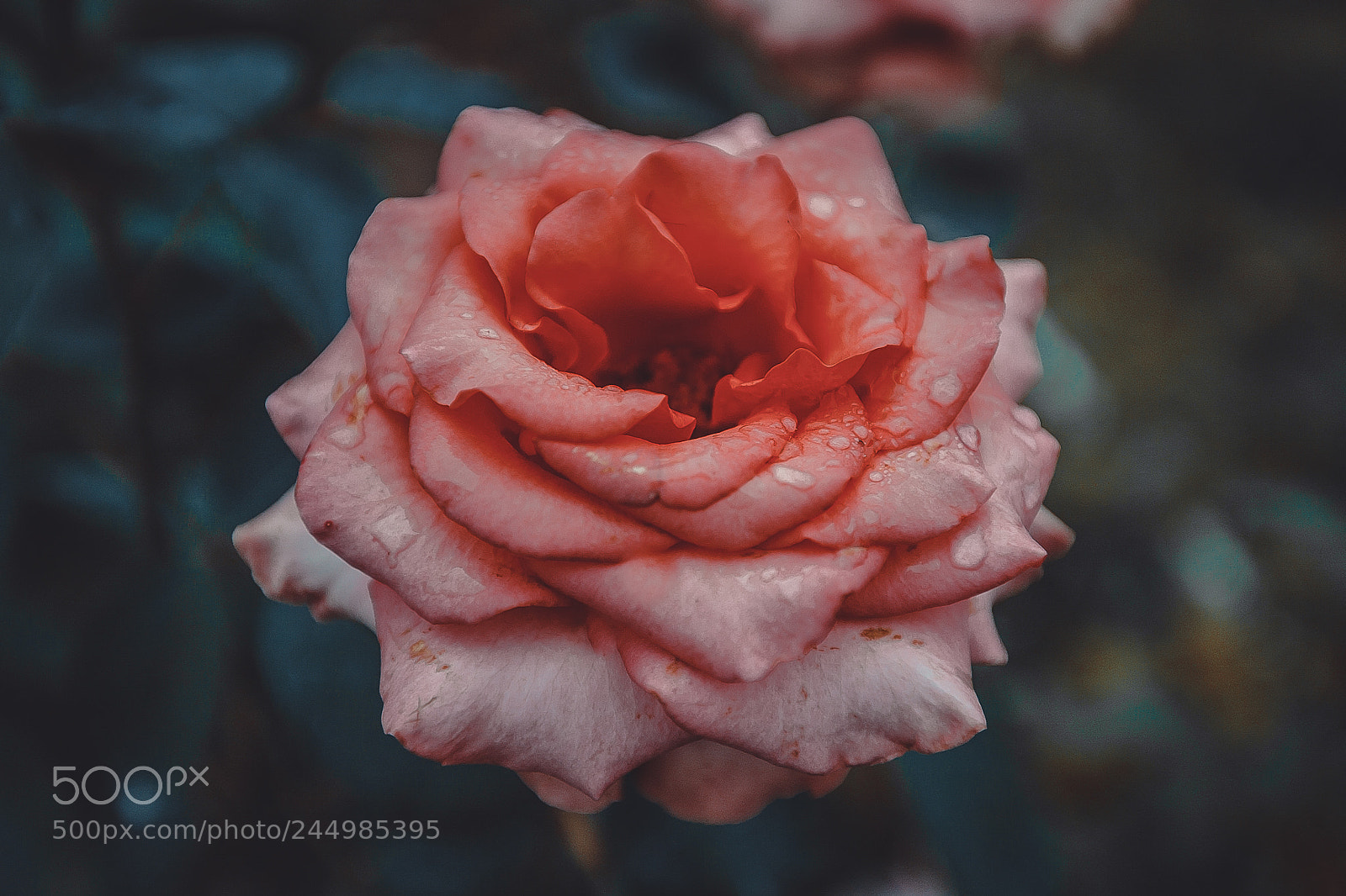 Canon EOS 5D sample photo. Pink rose vintage style photography