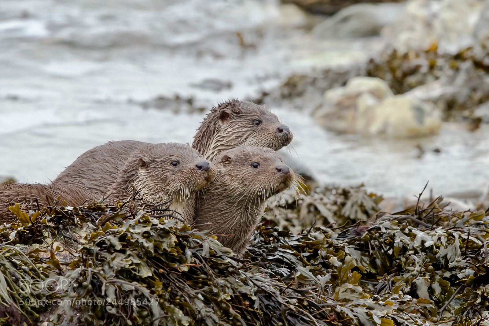 Canon EOS-1D X sample photo. Female otter with juveniles photography