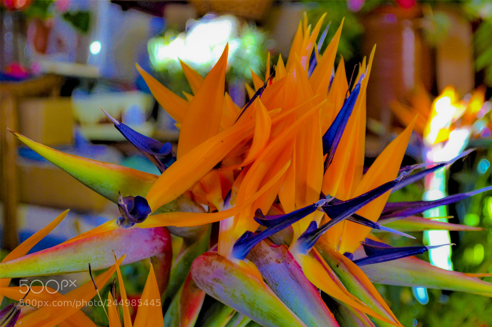Nikon D3100 sample photo. Funchal, madeira portugal photography
