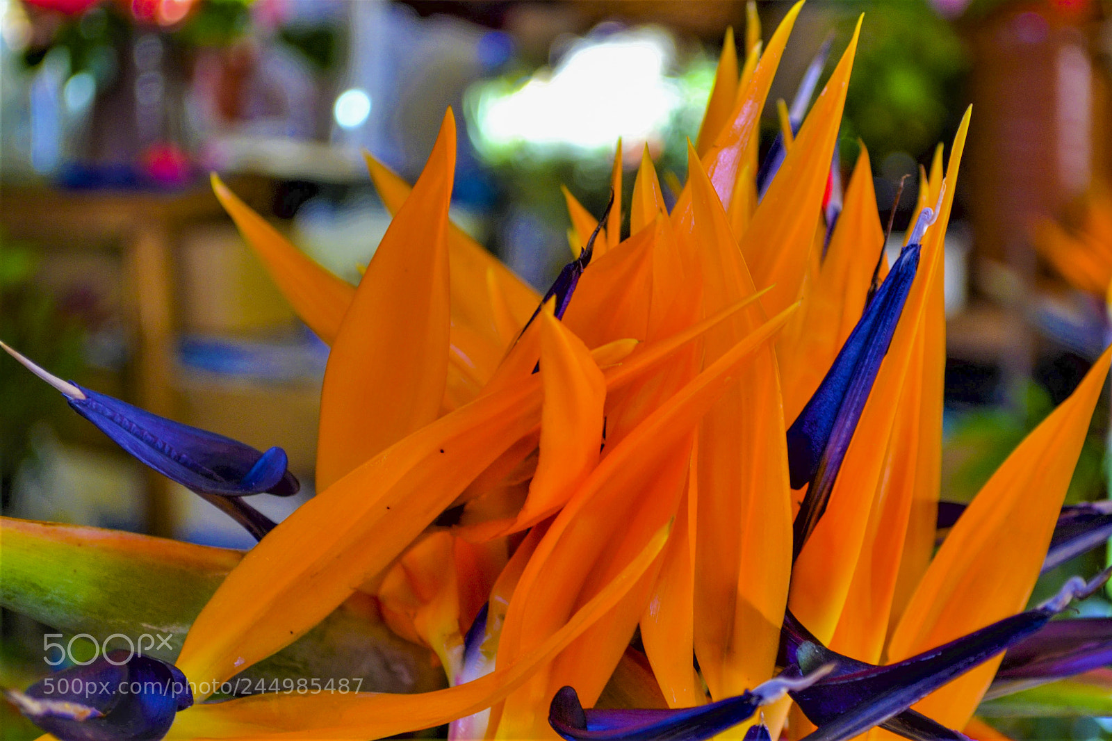 Nikon D3100 sample photo. Funchal, madeira portugal photography
