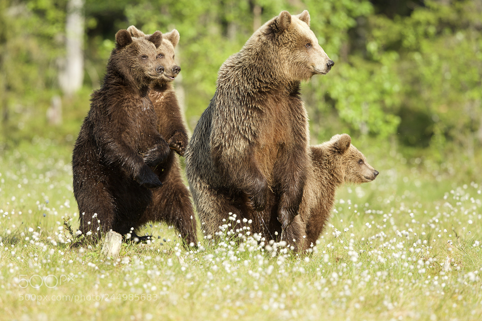 Canon EOS-1D X sample photo. Female european brown bear photography