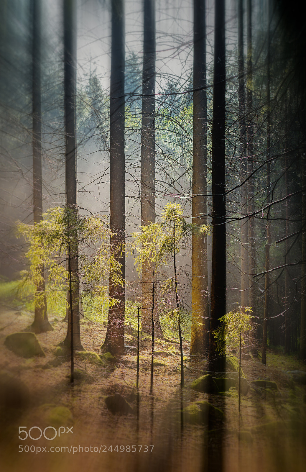 Sony a7R II sample photo. Enchanted forest photography