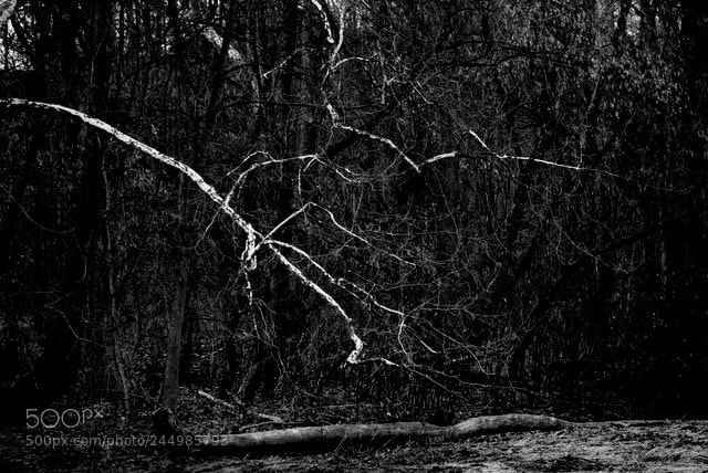 Sony Alpha NEX-6 sample photo. Untitled photography