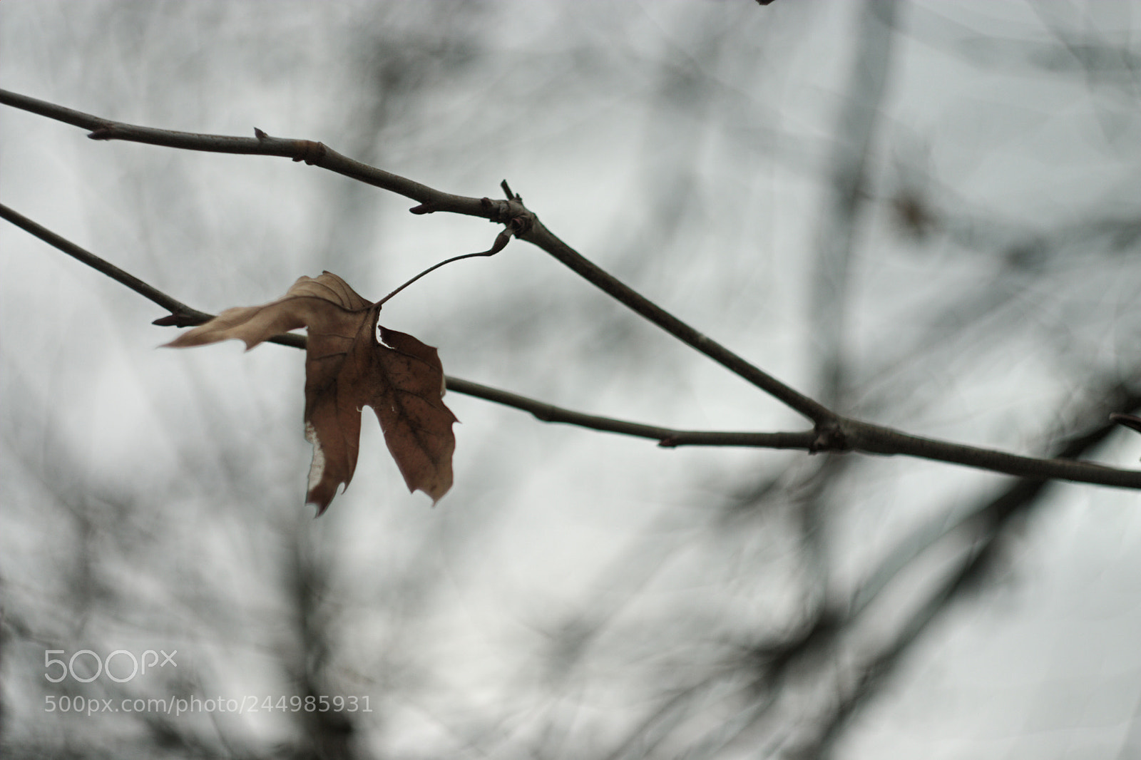 Canon EOS 10D sample photo. Kept alive. photography
