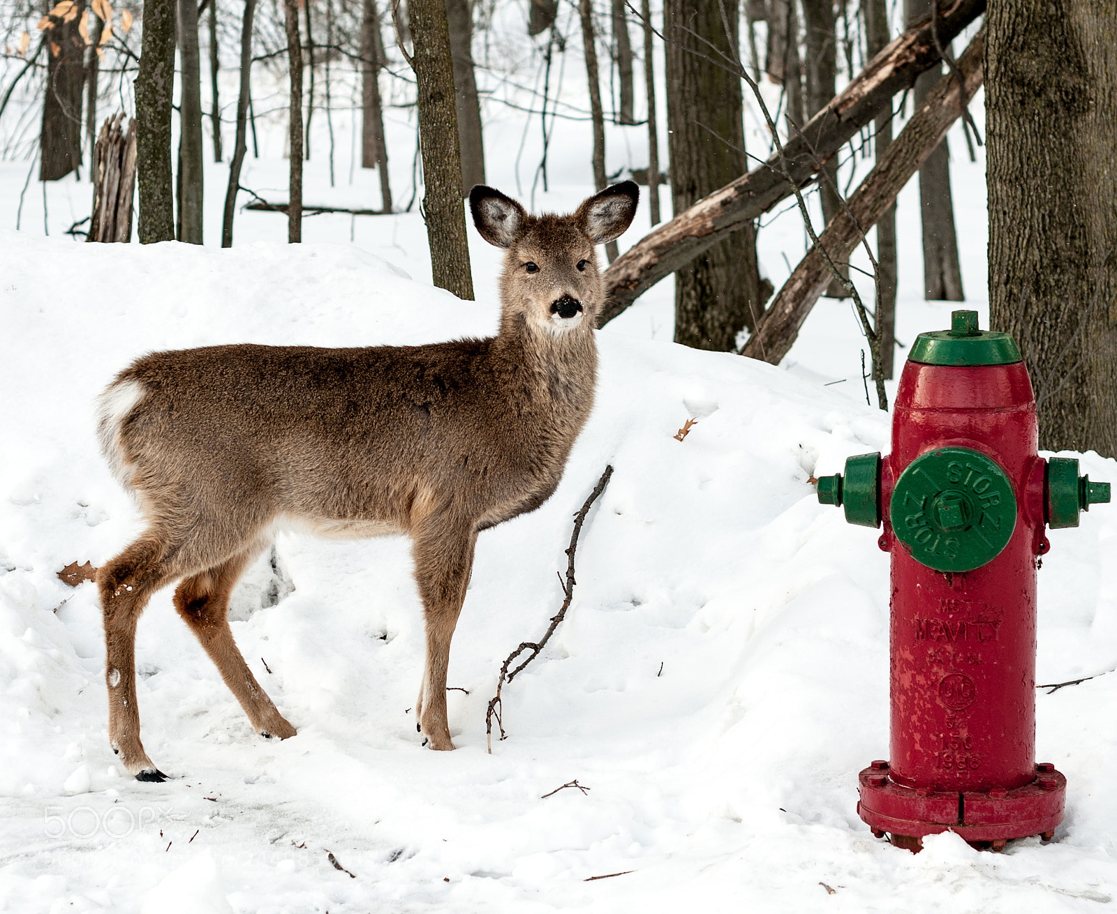Nikon D3X sample photo. Slippery photography