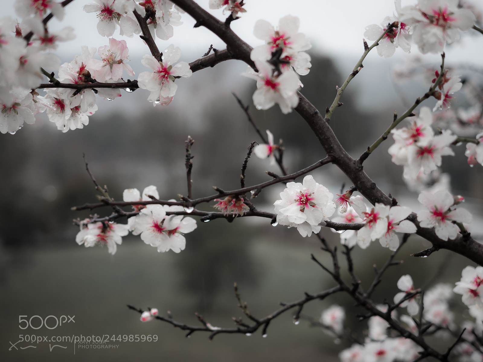 Olympus OM-D E-M1 Mark II sample photo. Sota la pluja s photography
