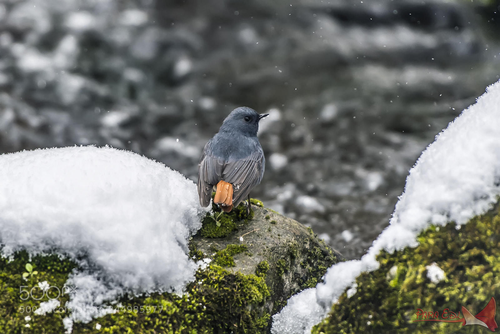 Nikon D5 sample photo. Phoenicurus fuliginosa photography