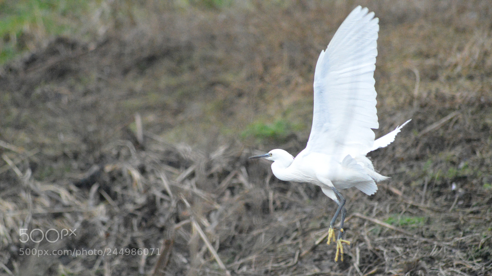 Nikon D3200 sample photo. Little egret photography