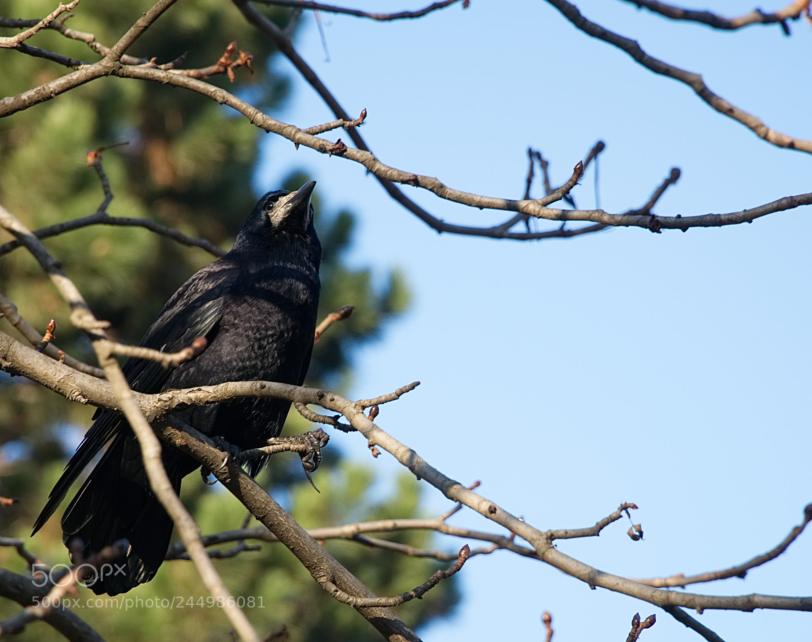 Sony a6500 sample photo. A black raven sitting photography