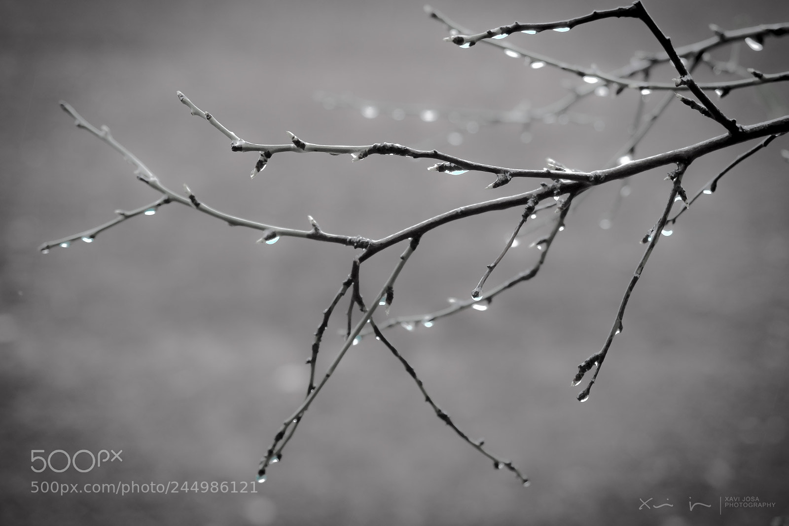 Olympus OM-D E-M1 Mark II sample photo. Pearl droplets.. photography