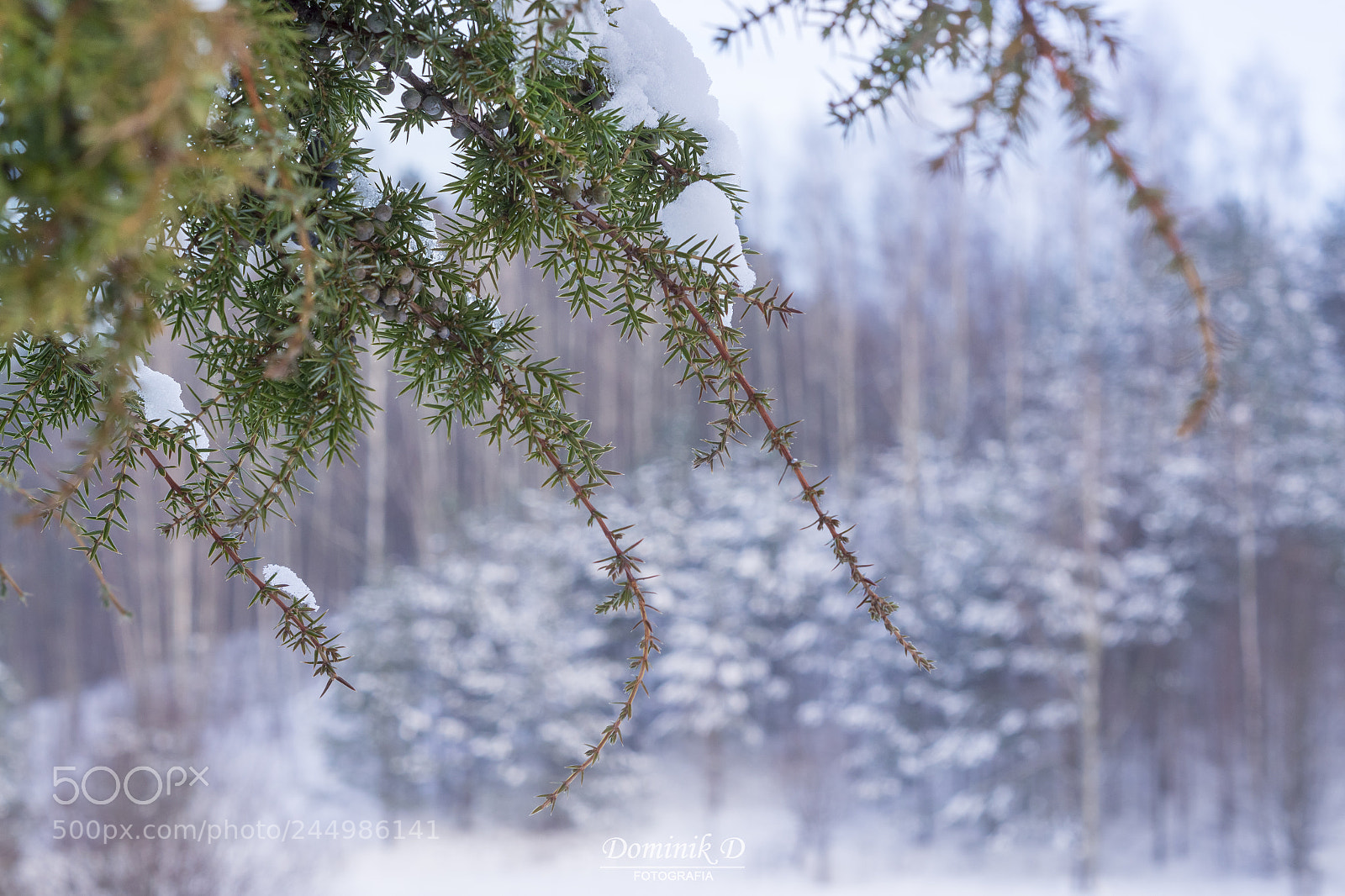 Sony SLT-A58 sample photo. Winter photography