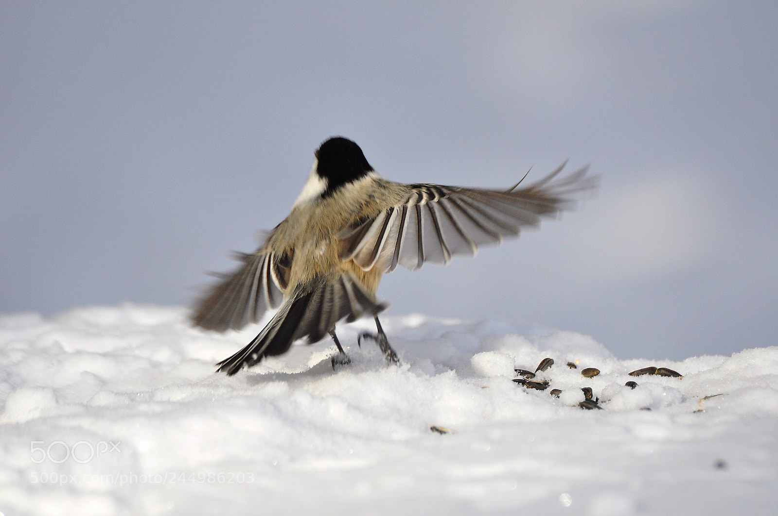 Nikon D90 sample photo. Takeoff photography