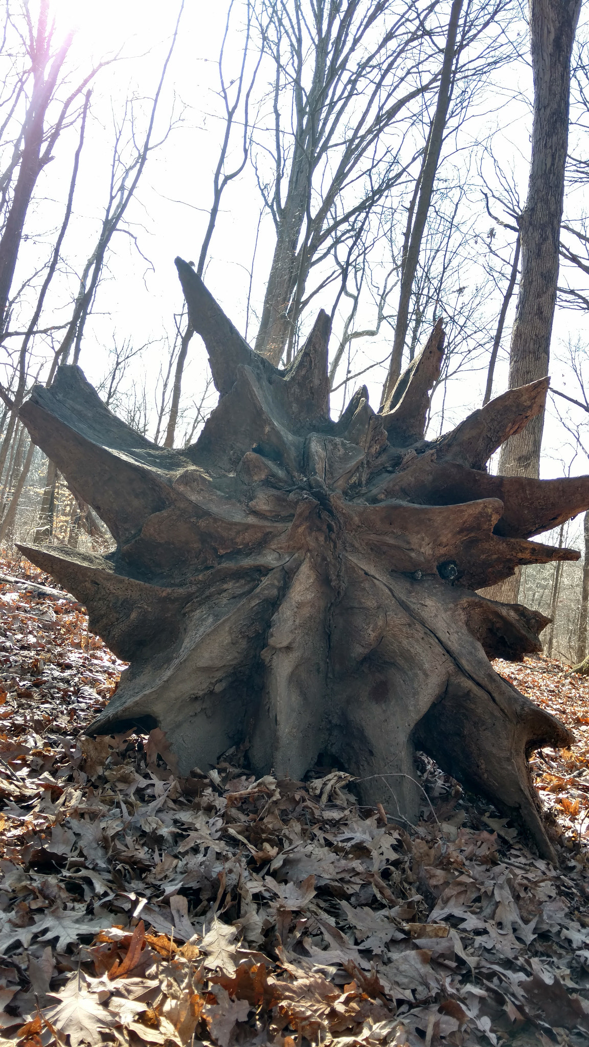 Motorola Moto X Pure Edition sample photo